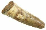 Juvenile Fossil Spinosaurus Tooth - Real Dinosaur Tooth #354825-1